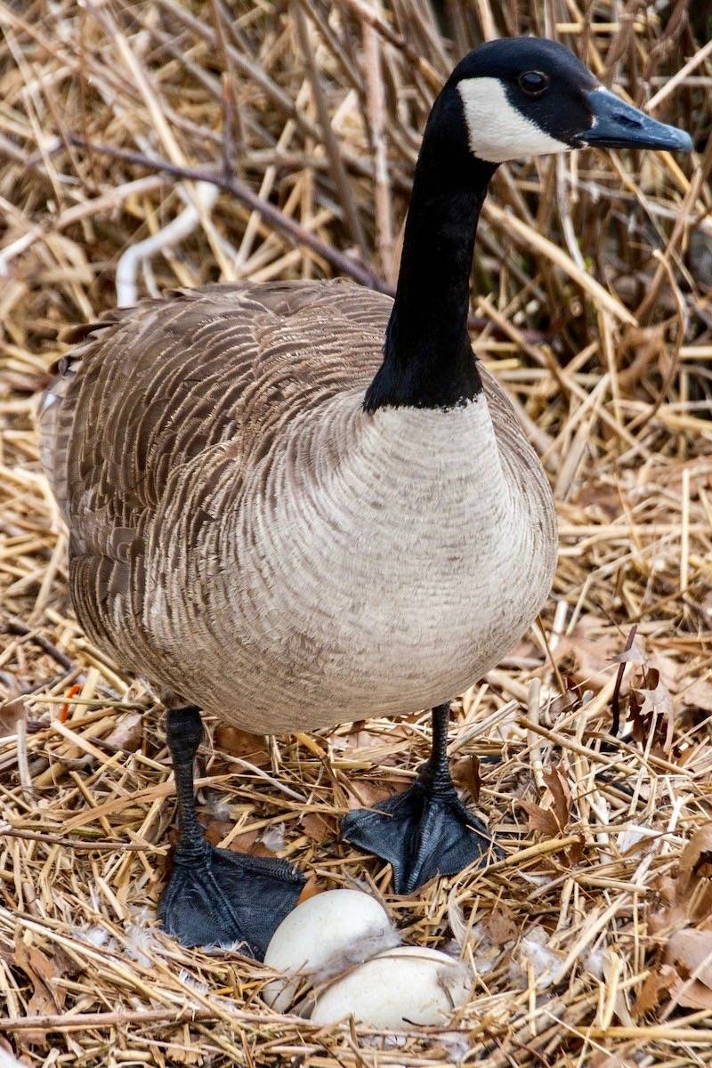 Canada goose viladomat queretaro hotsell